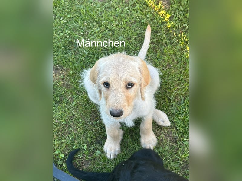Doodle/Labrador Welpen