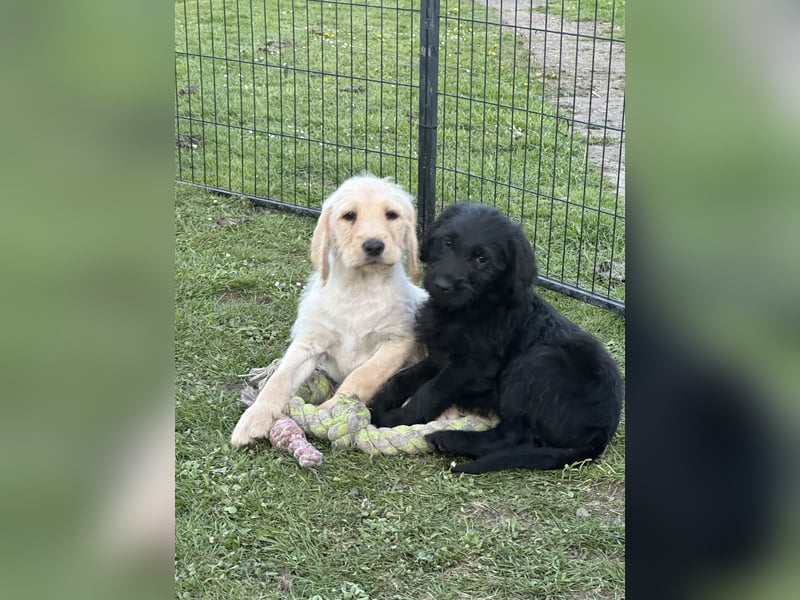 Doodle/Labrador Welpen
