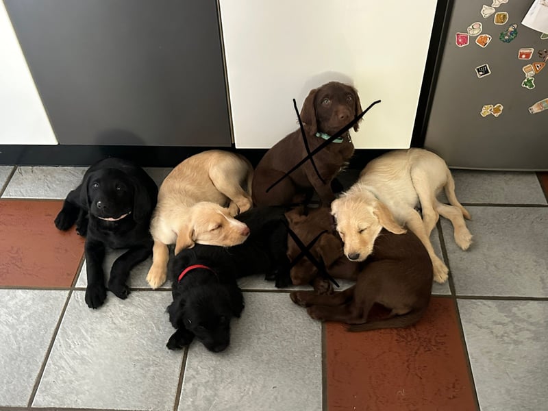 Doodle/Labrador Welpen