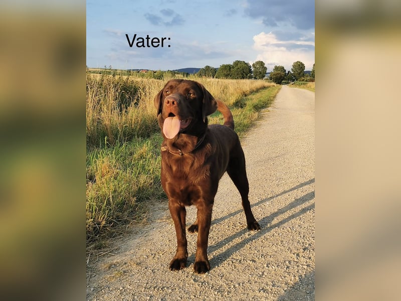 Doodle/Labrador Welpen