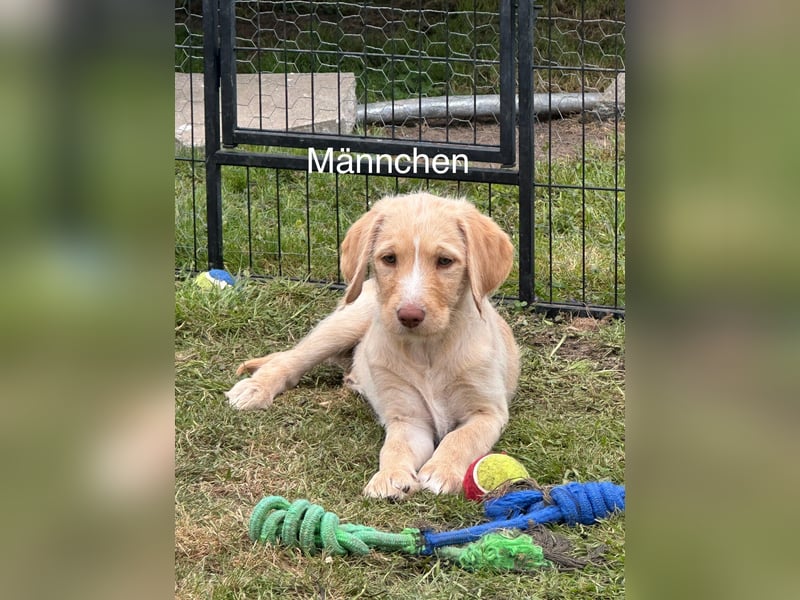 Doodle/Labrador Welpen