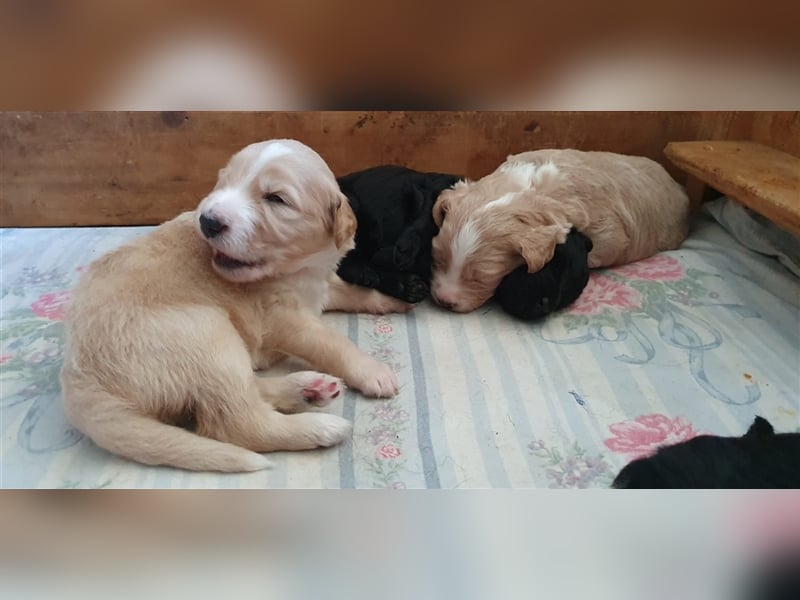 Labradoodle Welpen ♂️+♀️, Königspudel× Labrador Mix