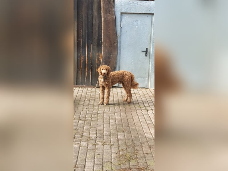 Labradoodle Welpen ♂️+♀️, Königspudel× Labrador Mix