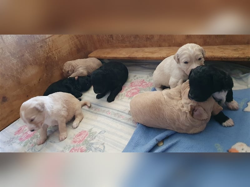 Labradoodle Welpen ♂️+♀️, Königspudel× Labrador Mix