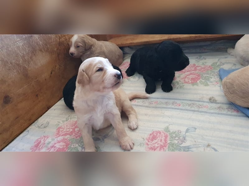 Labradoodle Welpen ♂️+♀️, Königspudel× Labrador Mix