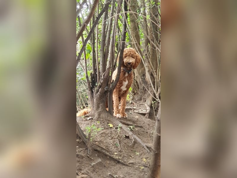 Labradoodle Welpen ♂️+♀️, Königspudel× Labrador Mix