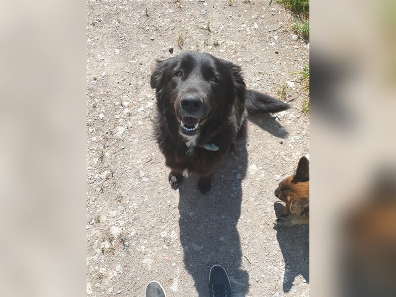 Labradoodle Welpen ♂️+♀️, Königspudel× Labrador Mix