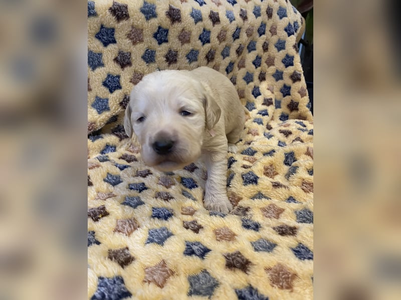 Labradoodle süße Herzensbrecher