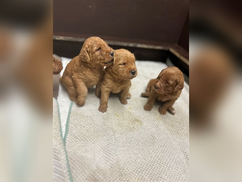 Labradoodle Welpen F1 in foxred/apricot