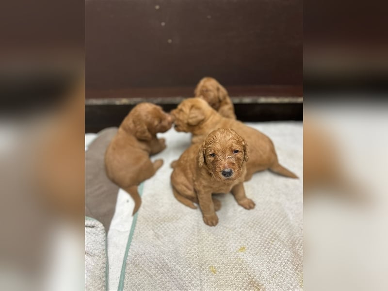 Labradoodle Welpen F1 in foxred/apricot