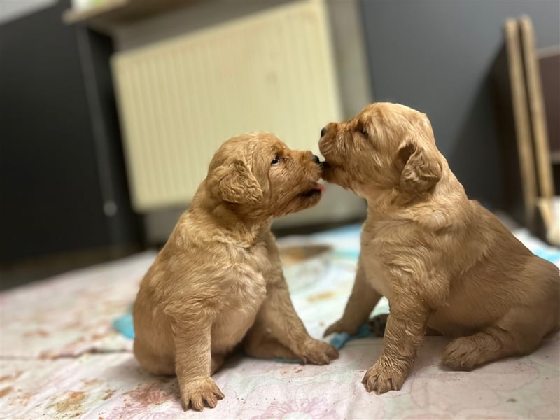 Labradoodle Welpen F1 in foxred/apricot