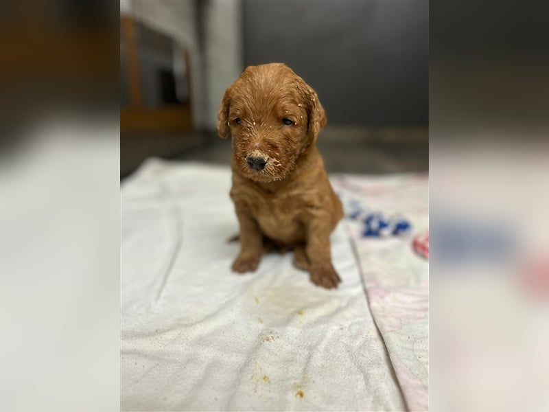 Labradoodle Welpen F1 in foxred/apricot