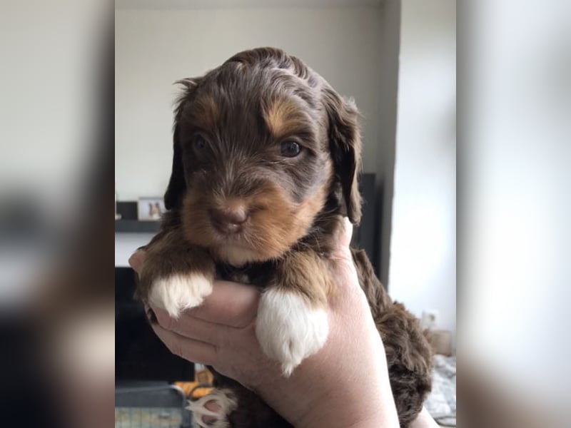 Australian Labradoodle - Hündin