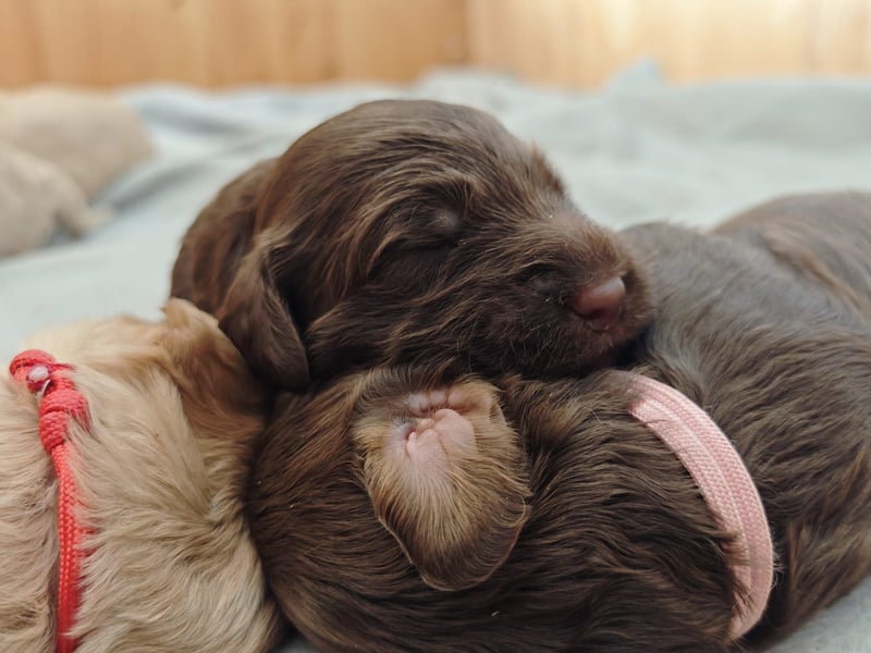 Australian Labradoodle - Gastfamilie gesucht für eine Hündin