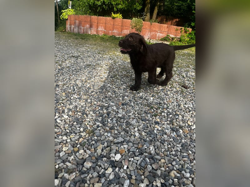 Labradoodle Welpen
