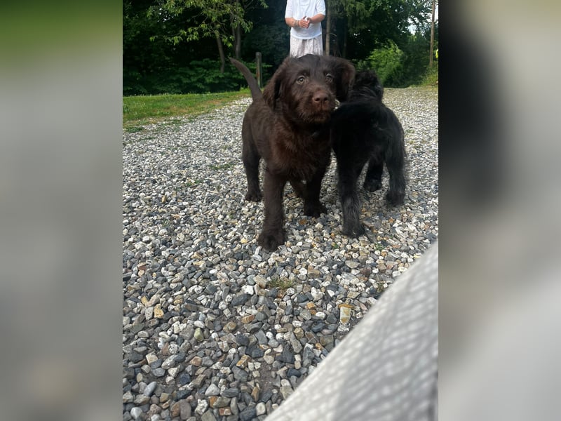 Labradoodle Welpen