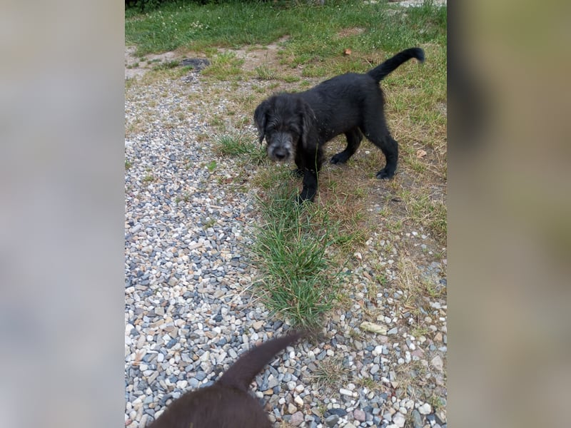 Labradoodle Welpen