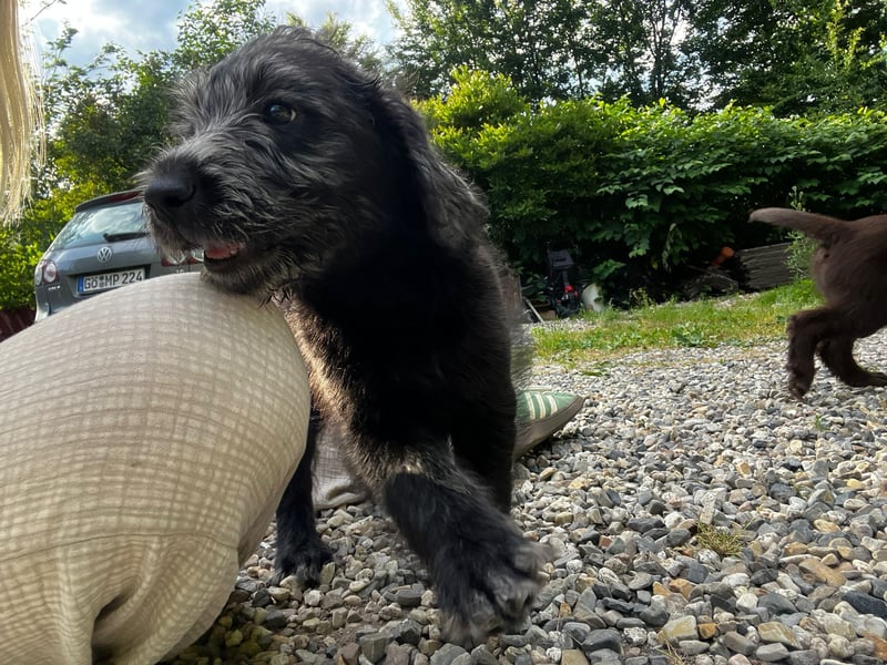Labradoodle Welpen