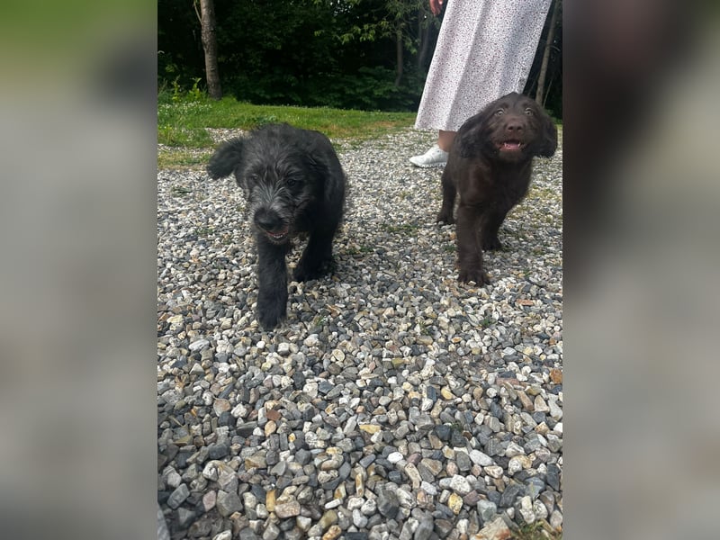 Labradoodle Welpen