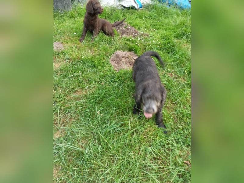 Labradoodle Welpen