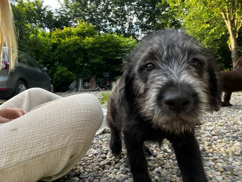 Labradoodle Welpen