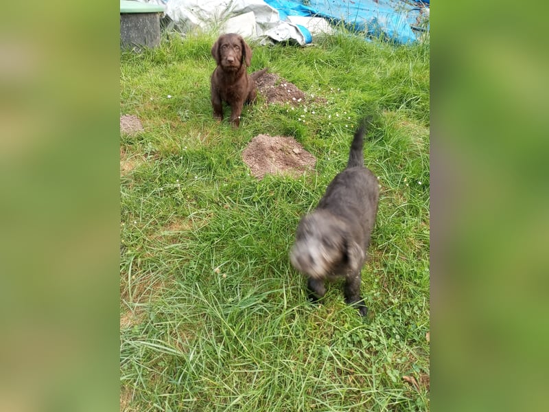 Labradoodle Welpen