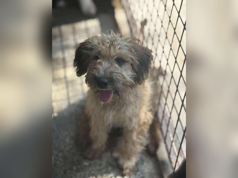 Penelope, ein Herz auf vier Pfoten
