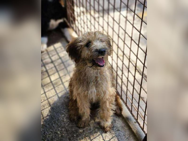 Penelope, ein Herz auf vier Pfoten