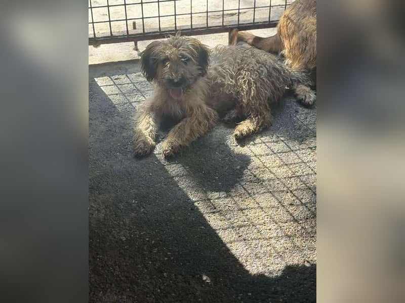 Penelope, ein Herz auf vier Pfoten