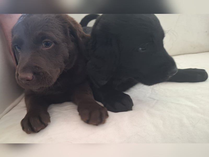 Labradoodle Mädchen