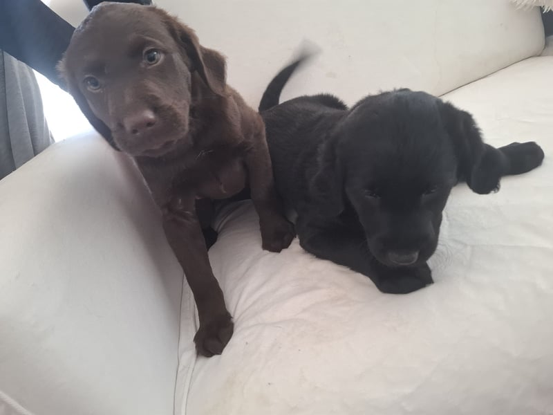 Labradoodle Mädchen suchen ein Zuhause