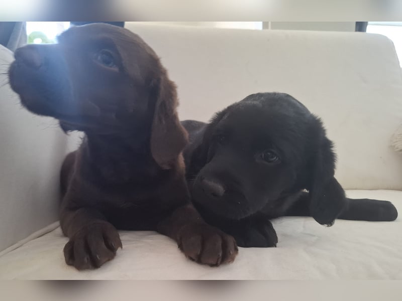 Labradoodle Mädchen