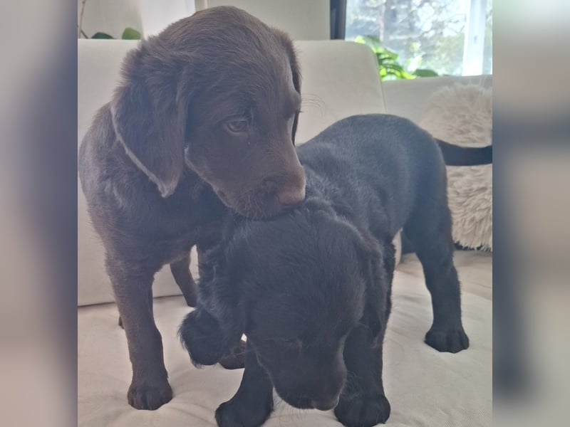 Labradoodle Mädchen suchen ein Zuhause
