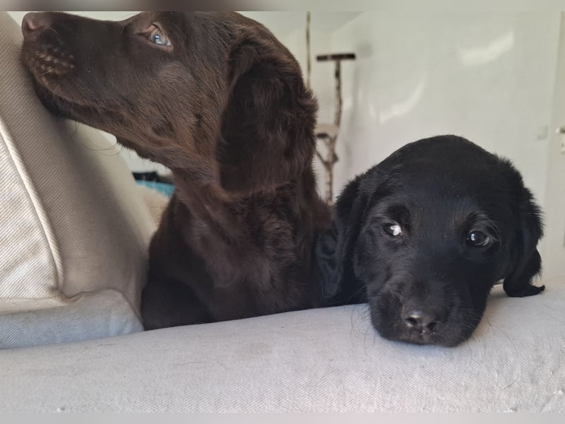 Labradoodle Mädchen