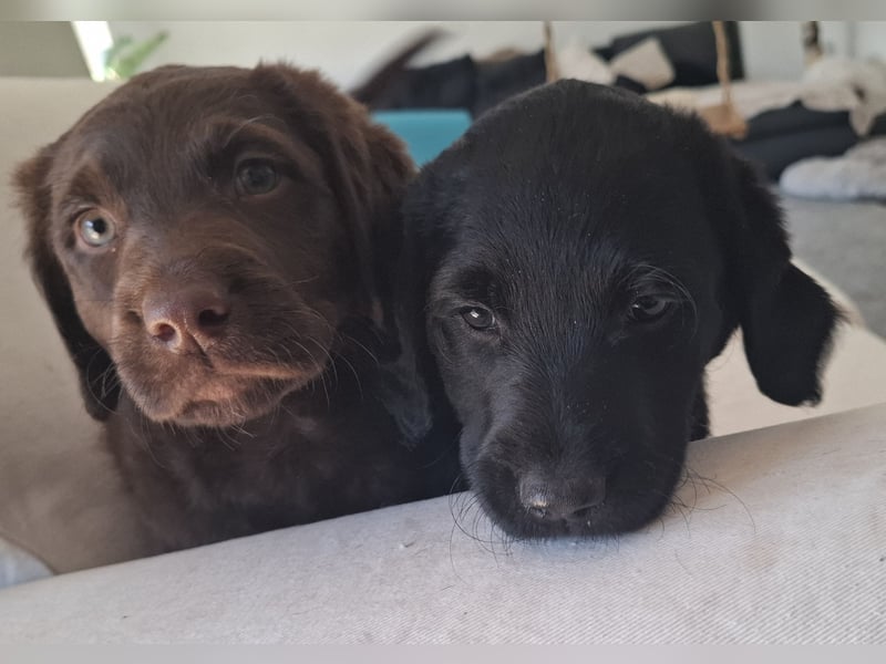 Labradoodle Mädchen suchen ein Zuhause