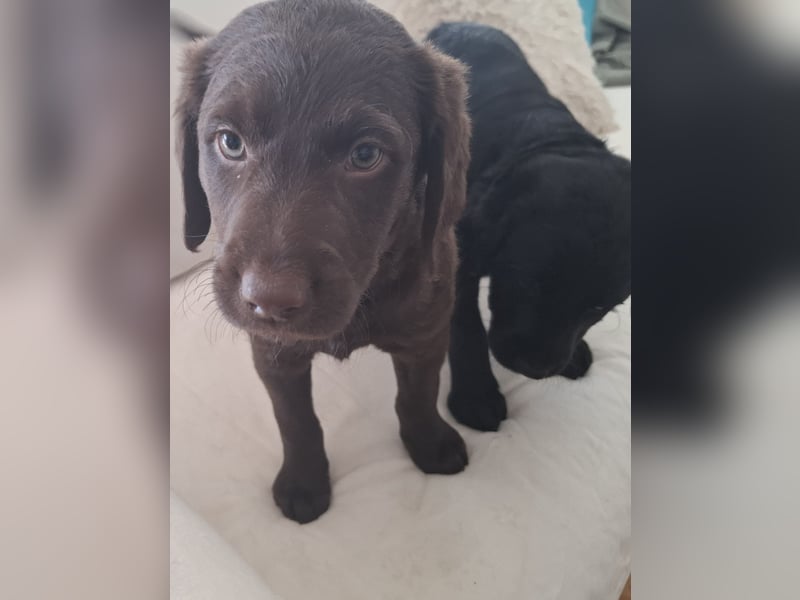 Labradoodle Mädchen suchen ein Zuhause