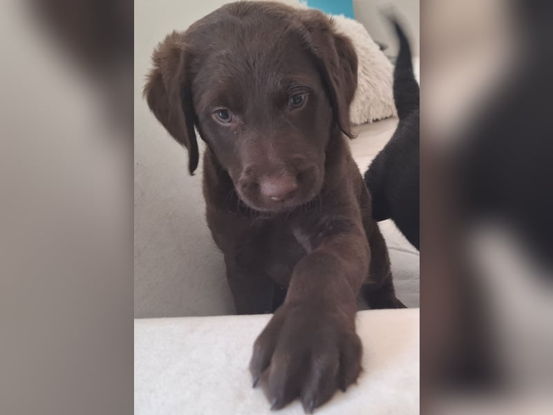 Labradoodle Mädchen suchen ein Zuhause