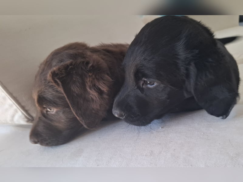 Labradoodle Mädchen suchen ein Zuhause