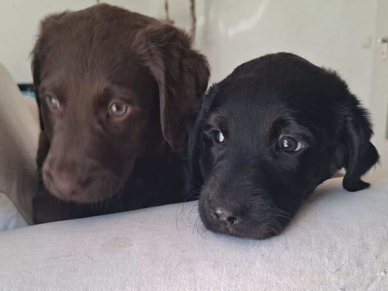 Labradoodle Mädchen suchen ein Zuhause