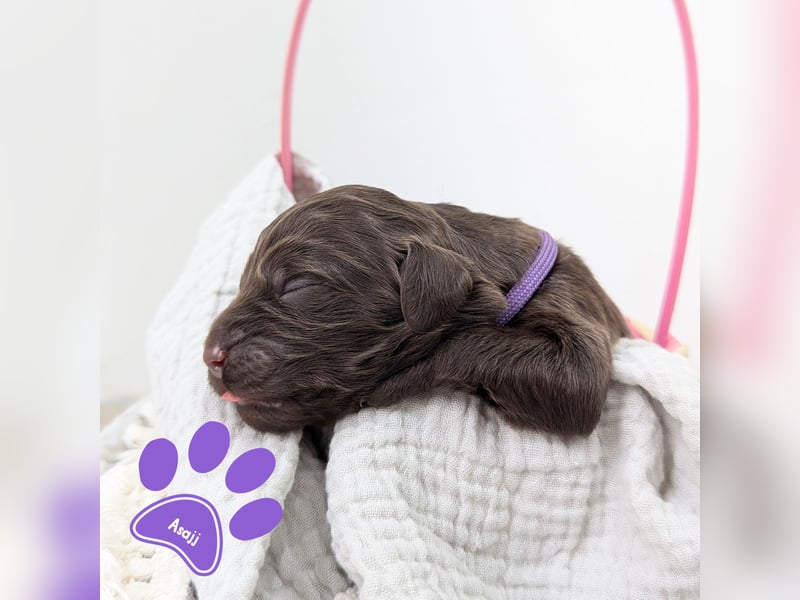 F1b Labradoodle mit Papieren