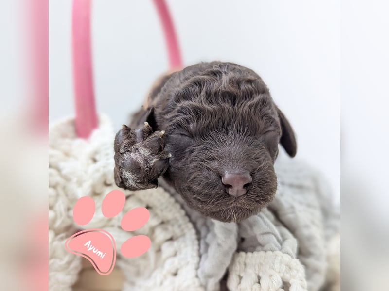 F1b Labradoodle mit Papieren