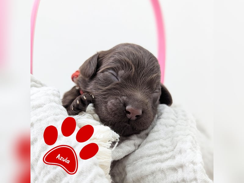F1b Labradoodle mit Papieren