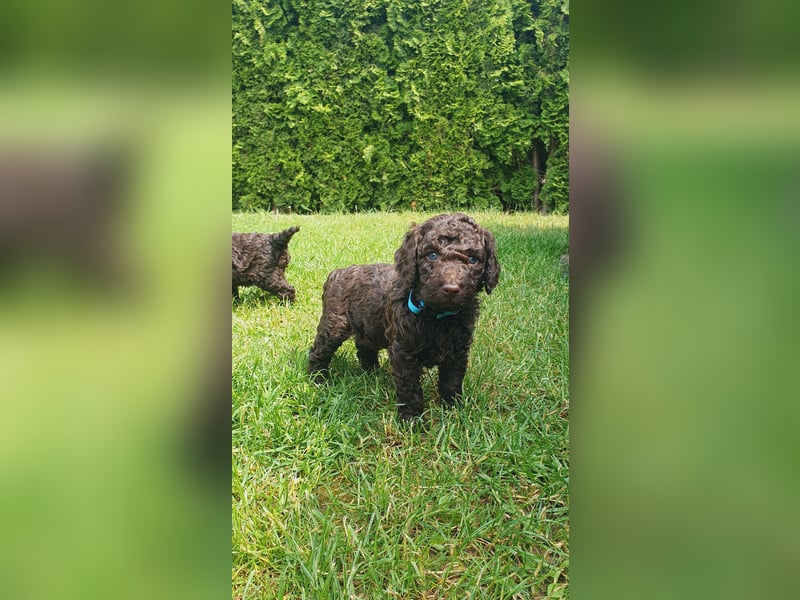 Labradoodle Welpen *Königspudel / Labrador* braun und braun-weiß
