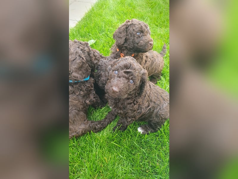 Labradoodle Welpen *Königspudel / Labrador* braun und braun-weiß