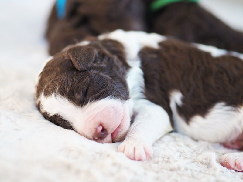 Labradoodle Welpen in braun und braun-weiß (Harlekin) Großpudel / Königspudel