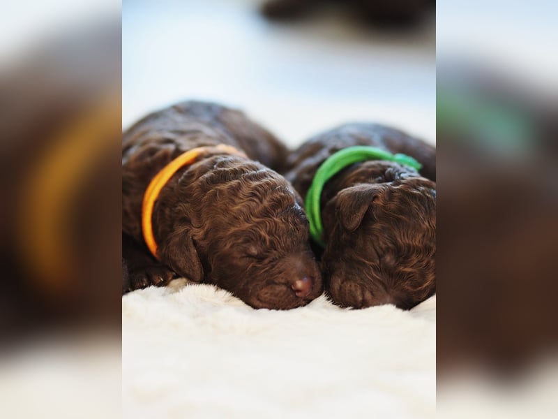 Labradoodle Welpen in braun und braun-weiß (Harlekin) Großpudel / Königspudel