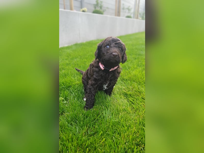 Labradoodle Welpen *Königspudel / Labrador* braun und braun-weiß