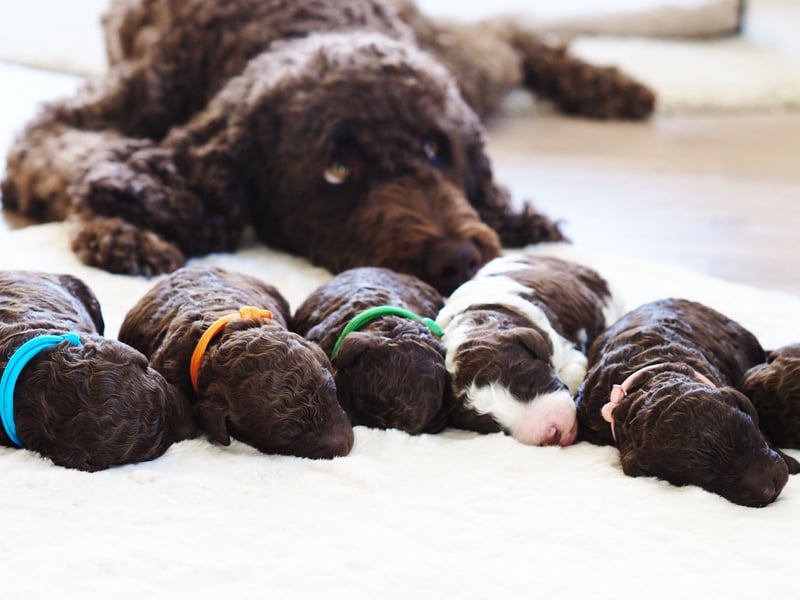 Labradoodle Welpen in braun und braun-weiß (Harlekin) Großpudel / Königspudel