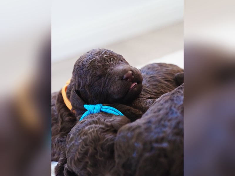 Labradoodle Welpen in braun und braun-weiß (Harlekin) Großpudel / Königspudel
