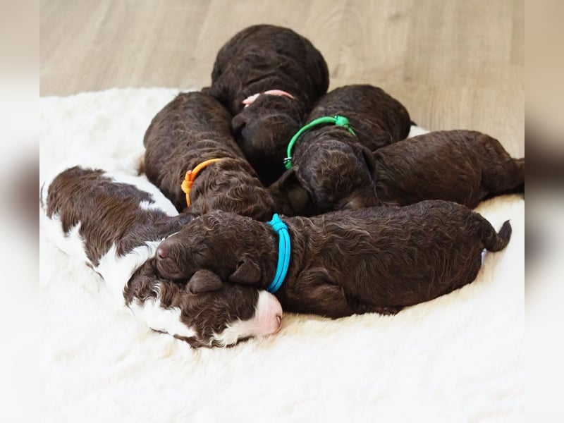 Labradoodle Welpen in braun und braun-weiß (Harlekin) Großpudel / Königspudel